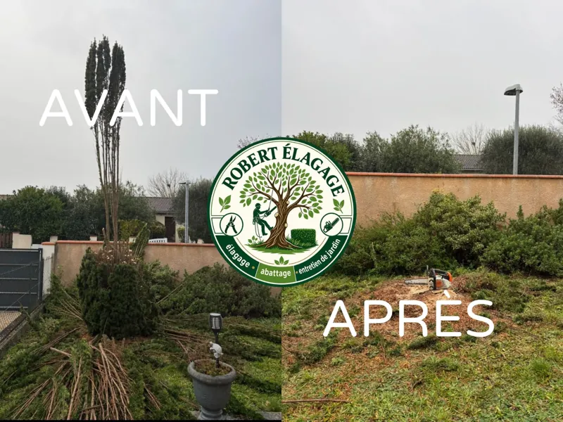Avant/après : abattage d’un conifère dans un jardin
