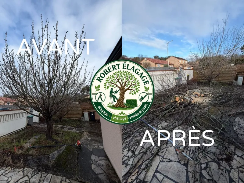 Avant/après : coupe d’un arbre près d’une terrasse