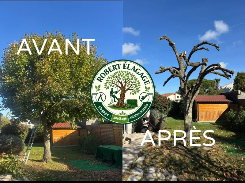 Avant/après : taille d’un arbre dans un jardin