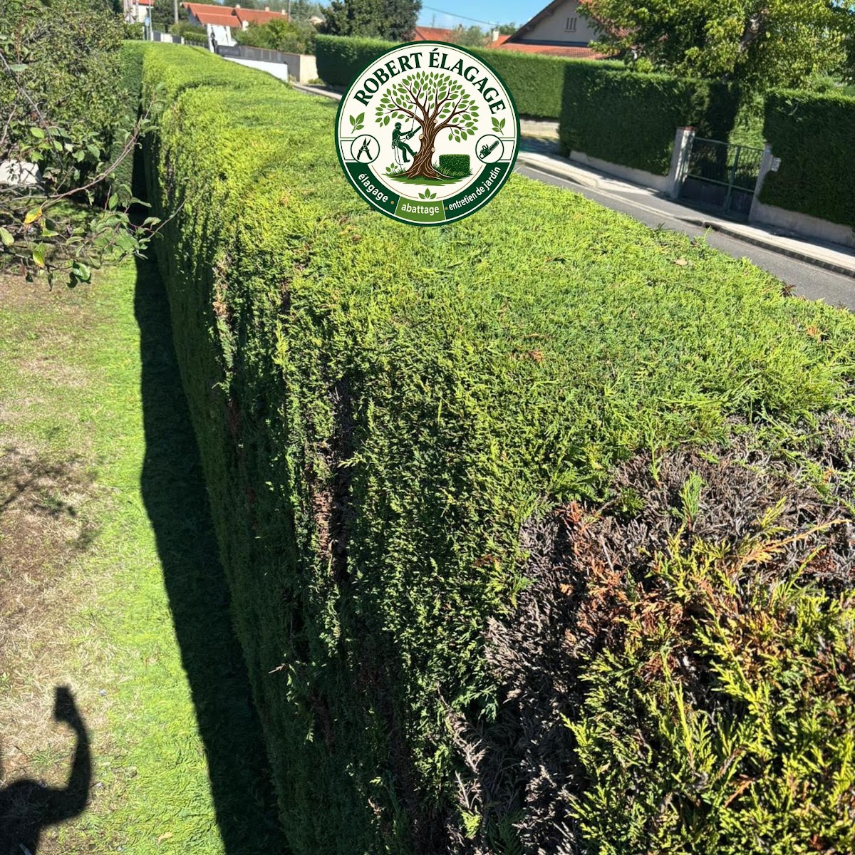 Taille d'une haie de jardin à Colomiers