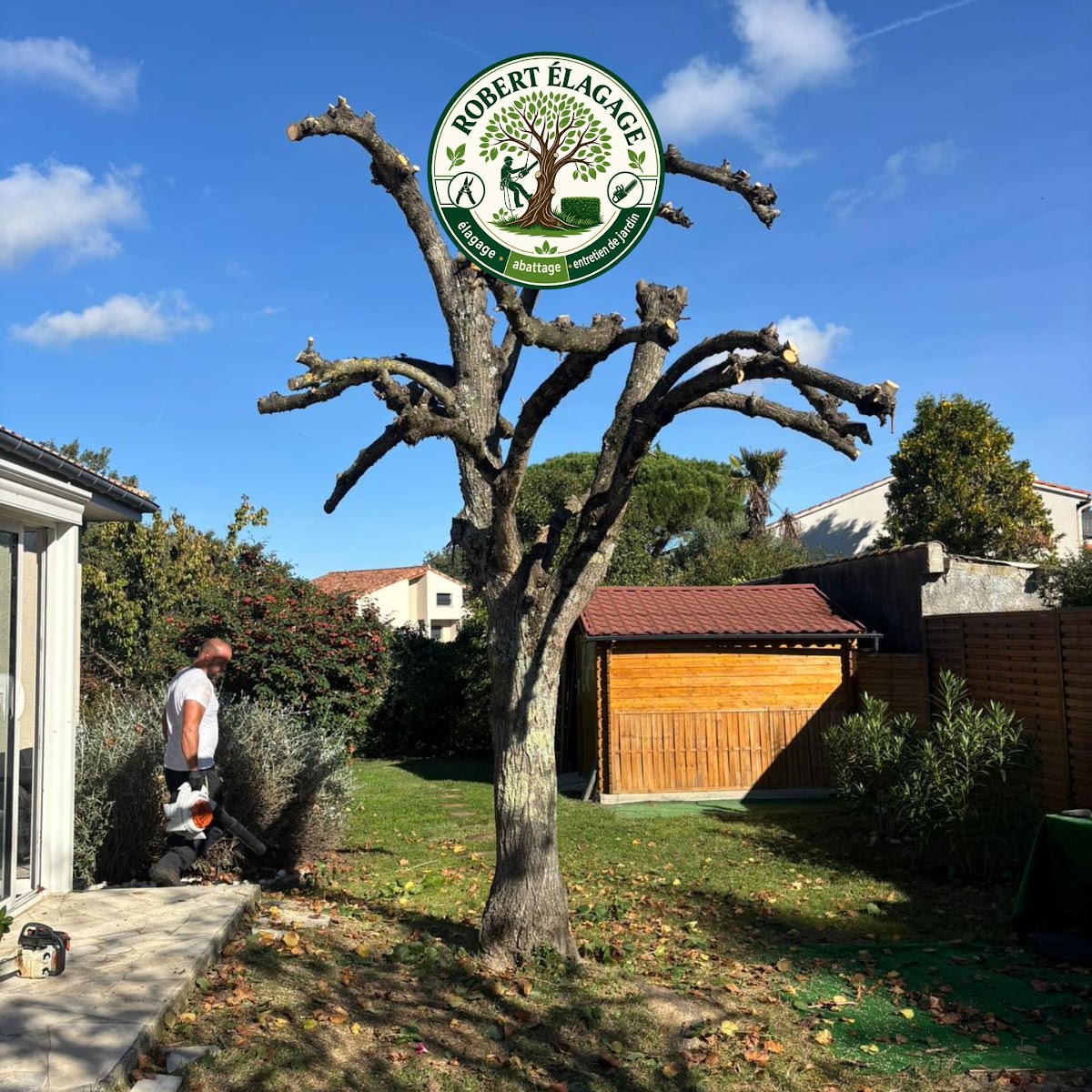 Arbre haut vu depuis le sol pendant une intervention de réduction de couronne